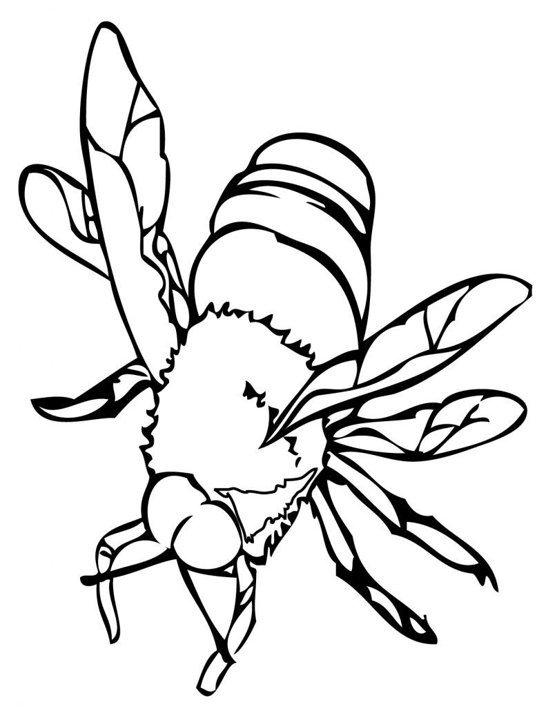 Honey Bee Printables