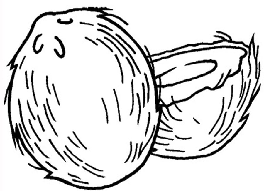 Coconuts Coloring Pages