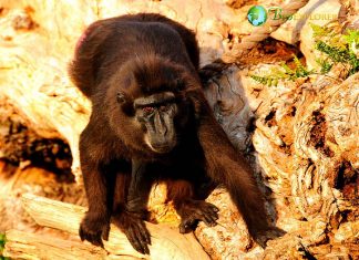 Gorontalo Macaques