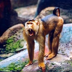 Siberut Macaque