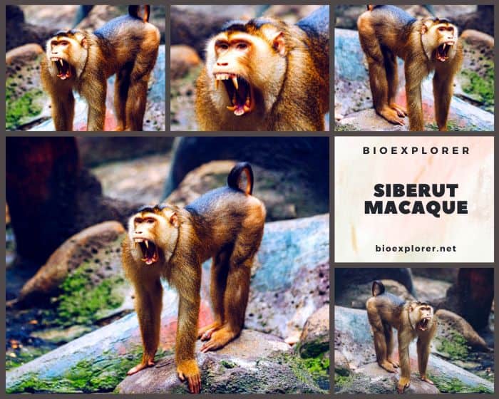 Siberut Macaque