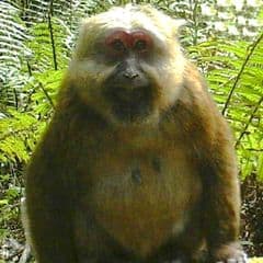 White-cheeked Macaque