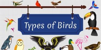 Types of Birds