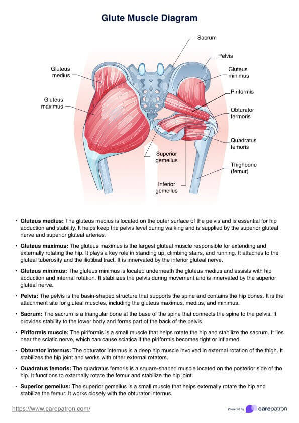 مخطط العضلات الألوية PDF Example