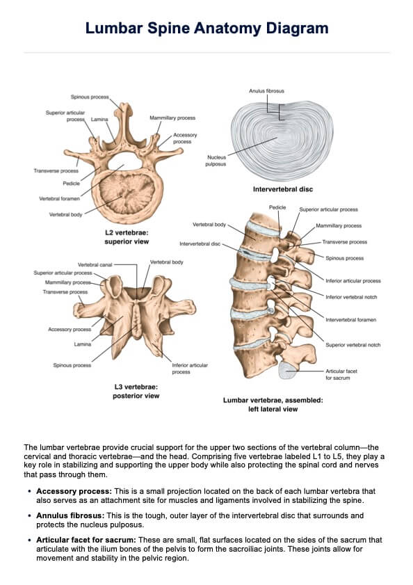 Lumbar Spine Anatomy Diagram PDF Example