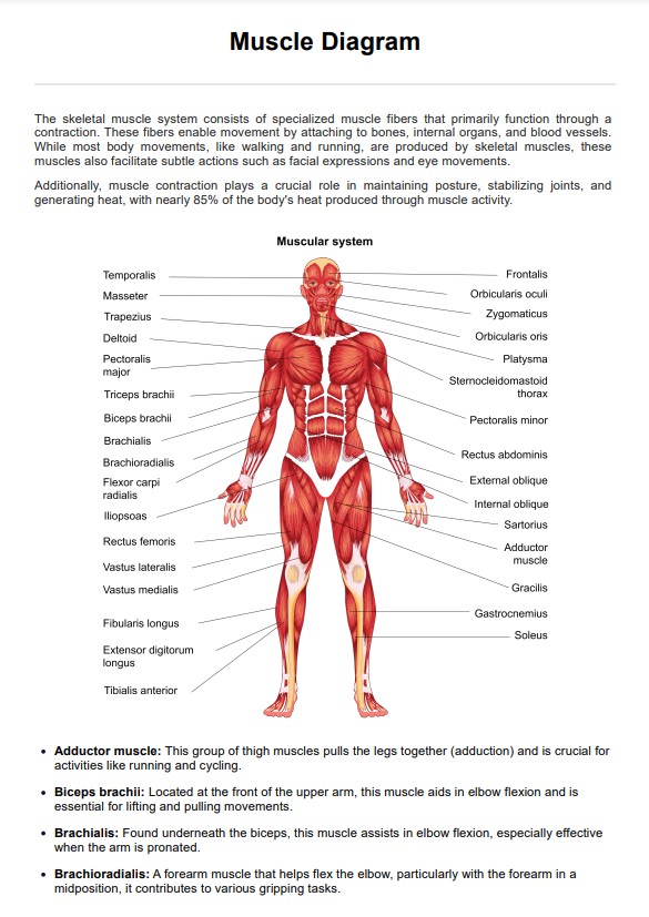 مخطط العضلات PDF Example