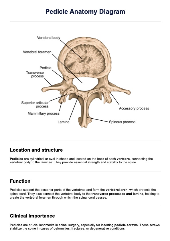 Pedicle Anatomy Diagram PDF Example