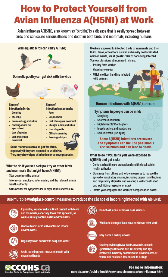 CCOHS: How to Protect Yourself from Avian Influenza A(H5N1) at Work