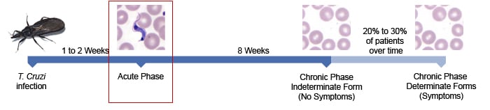 A time line of Chagas disease showing that it takes 1 - 2 weeks for a person to go through the incubation period before experiencing the Acute Phase of Chagas and then another 8 weeks before experiencing the Chronic Phase of Chagas disease.