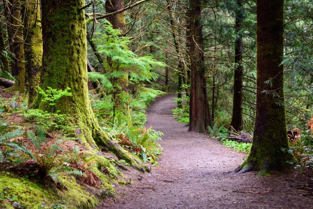 Pathway in Lewis and Clark National Park