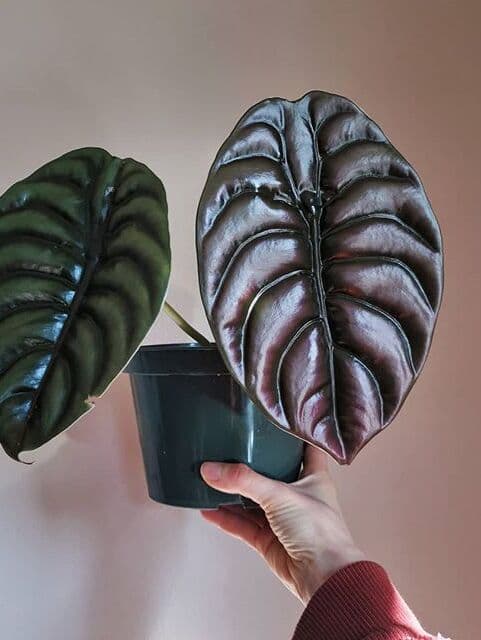 /images/plants/alocasia-cuprea-13.jpg