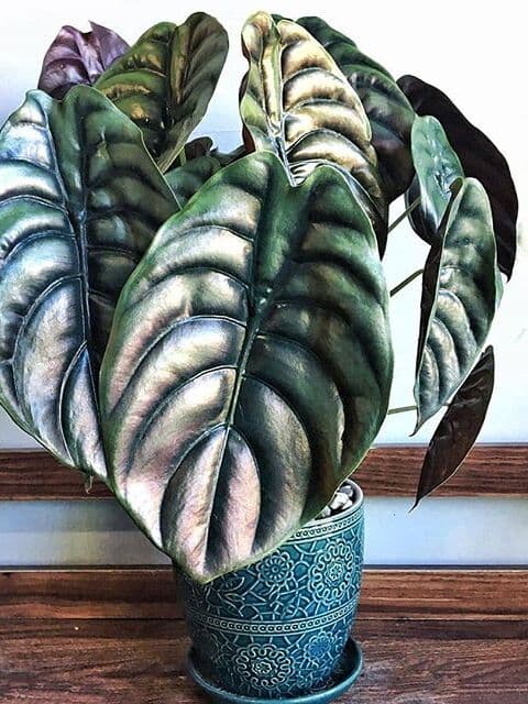 /images/plants/alocasia-cuprea-5.jpg