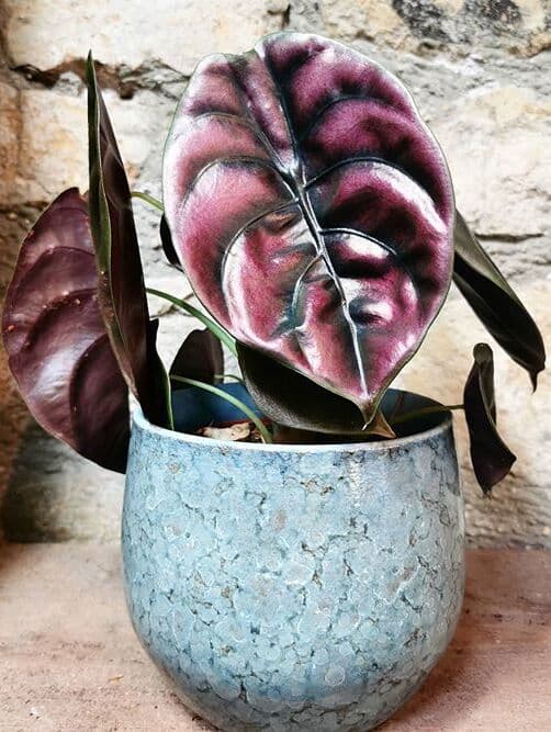 /images/plants/alocasia-cuprea-8.jpg