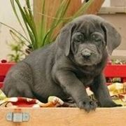 Cane corso