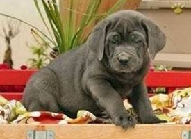 Cane corso