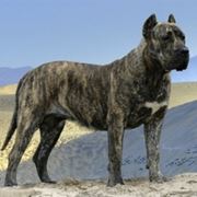 Dogo Canario