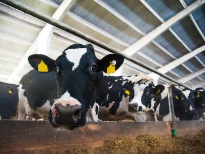 dairy cows in barn