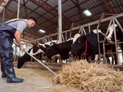 farmer feeding cows