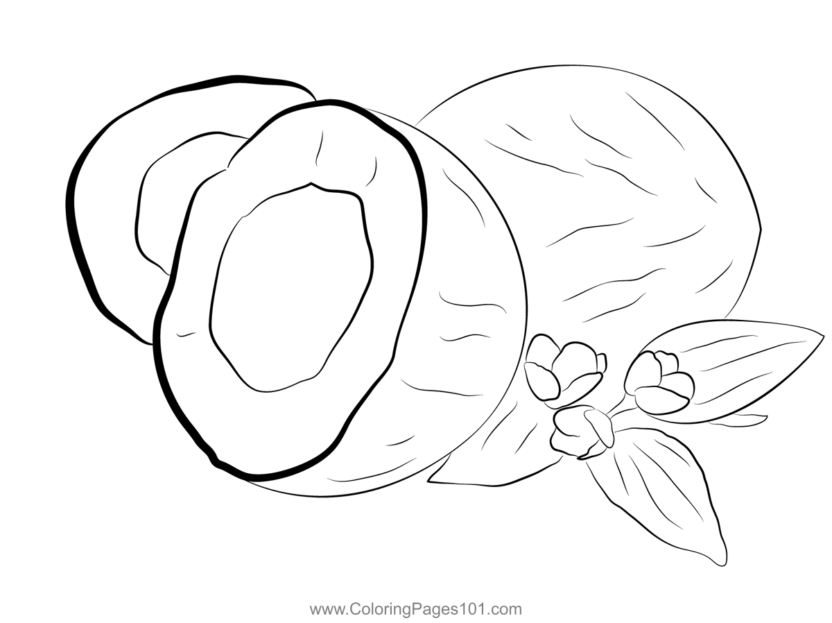 White Coconut Coloring Page for Kids - Free Coconut Printable Coloring ...