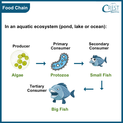 Our Environment Notes | Science Olympiad Class 10