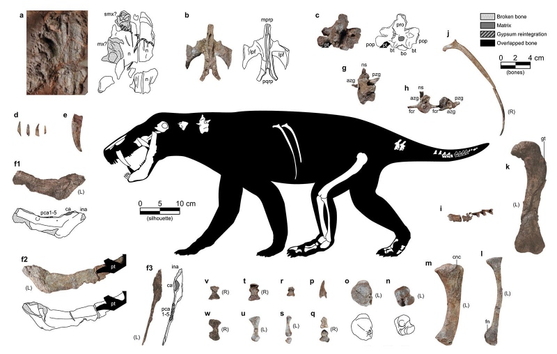 An artist's illustration depicts a gorgonopsian, a distant sabre-toothed relative of mammals and dominant land predator that vanished 252 million years ago. (Henry Sutherland Sharpe via CNN Newsource) 
