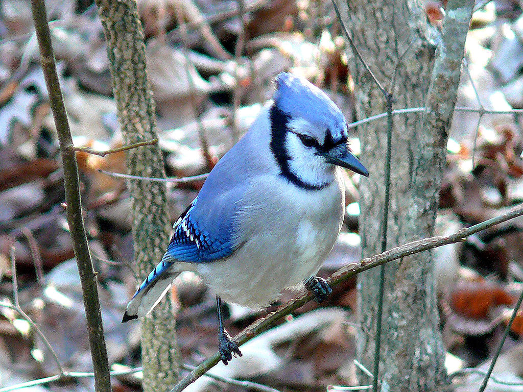 Blue Jay (5e Creature)