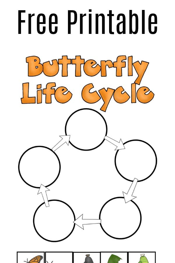 Butterfly Life Cycle Coloring Pages For Kids