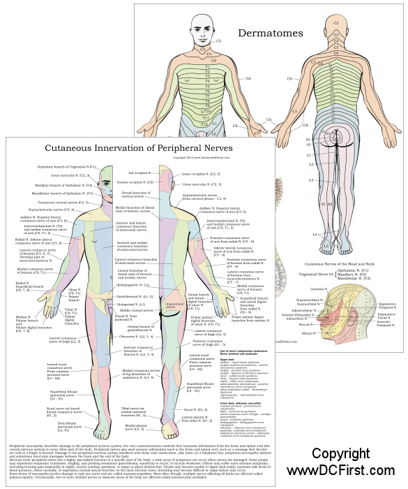 Dermatomes and Peripheral Nerves Chart