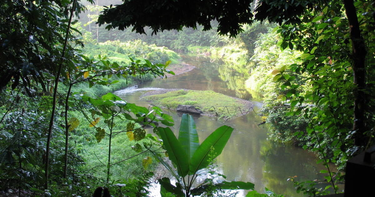 Patrimoine des for ts tropicales  ombrophiles de  Sumatra  