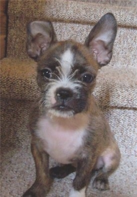 Close Up - Lucy the BoShih sitting on carpeted steps