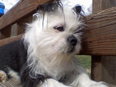 Close Up - Bailey the BoShih sitting up on a wooden bench looking down