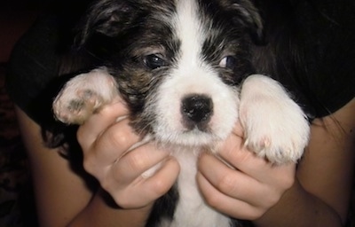 close Up - Buster the BoShih being held up by a person