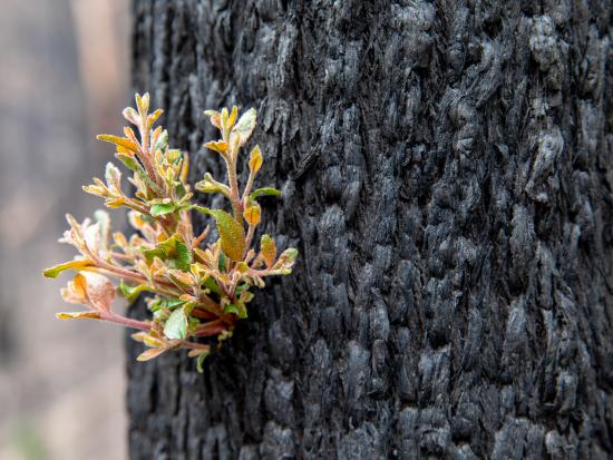 Small shoot sprouts from a burnt eucalyptus tree.