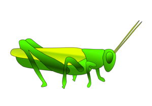 Grasshopper PNG HD PNG Clip art