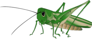 Grasshopper Transparent Background PNG Clip art