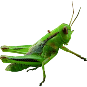 Grasshopper Transparent PNG PNG Clip art