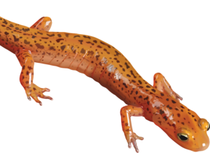 Salamander PNG Clipart PNG Clip art