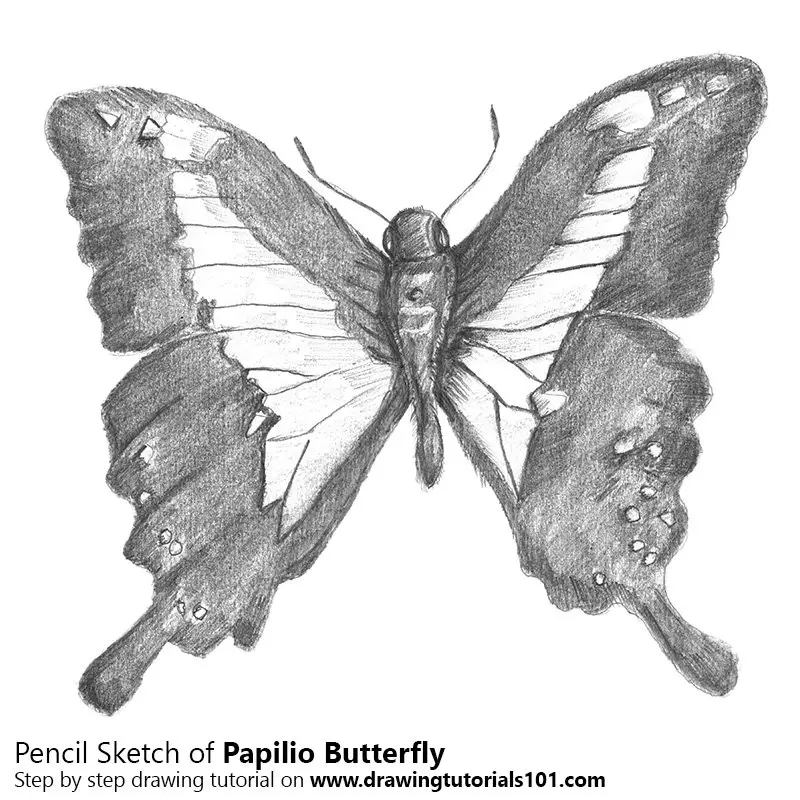 Papilio Butterfly Pencil Drawing - How to Sketch Papilio Butterfly 