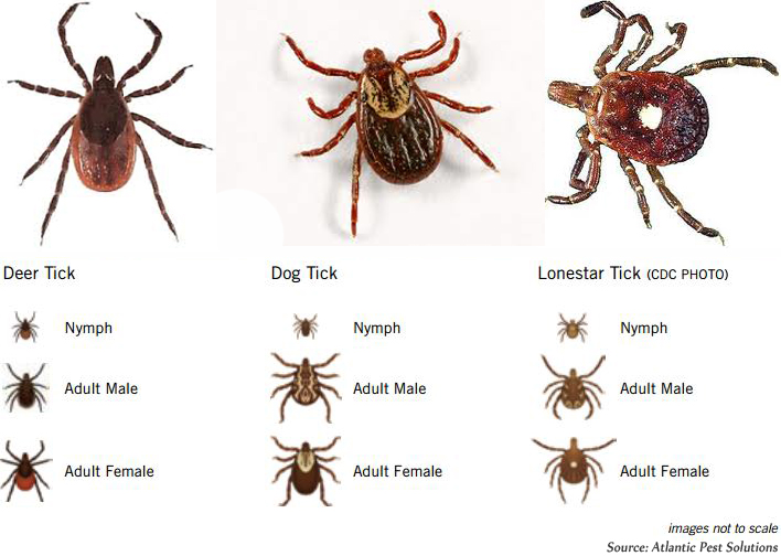 Tick Infographic