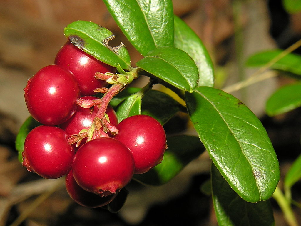 Preiselbeeren am Strauch