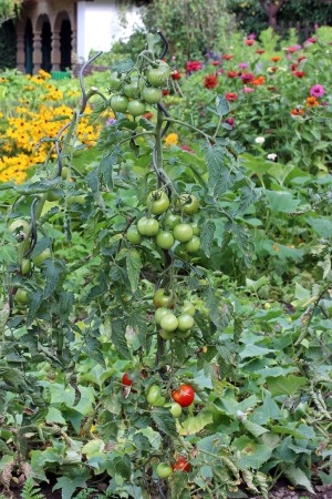 Tomate mit unreifen Früchten