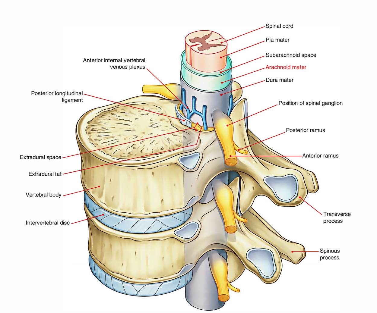 Meninges Of Spinal Cord Anatomy