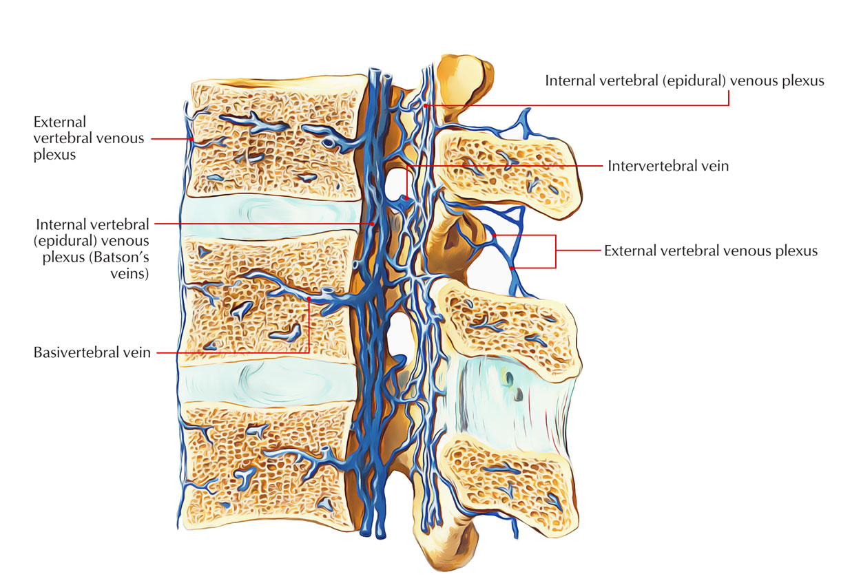 Venous System Of Vertebral Venous Plexus Photograph B - vrogue.co