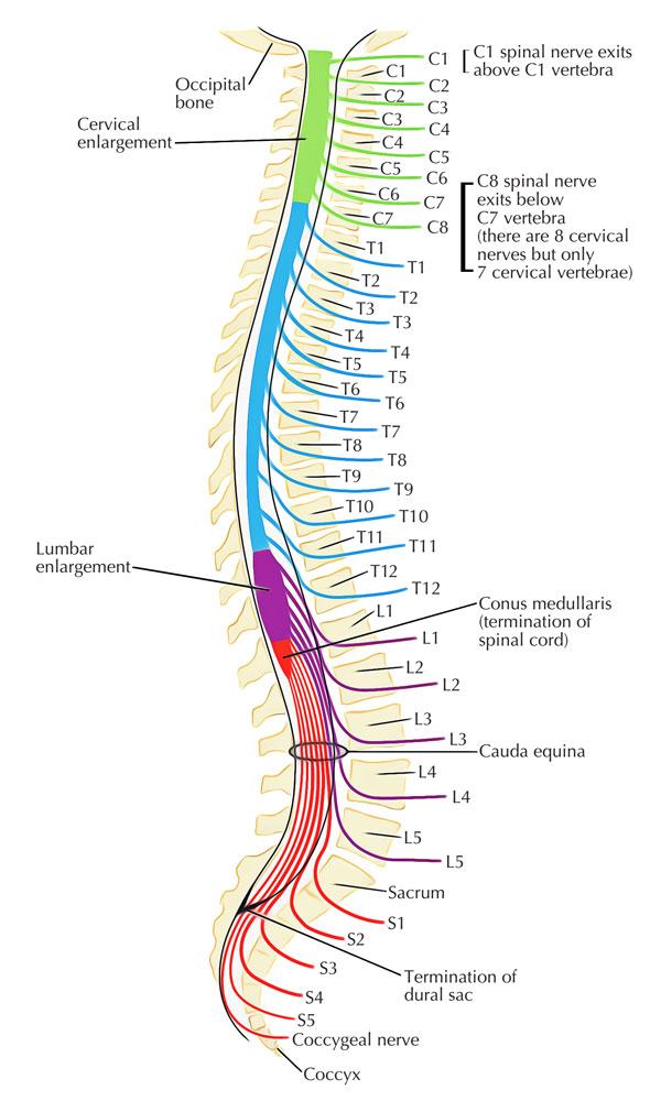 Spinal Cord Photo