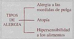 Tipos de Alergia.jpg