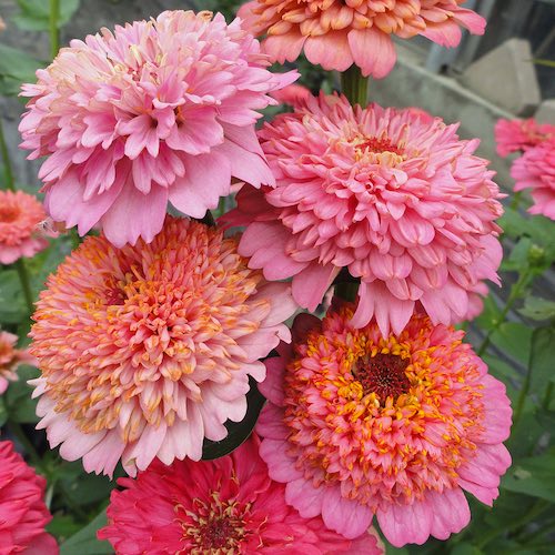 zinnia cupcakes pink mix