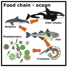 Energy in an ecosystem