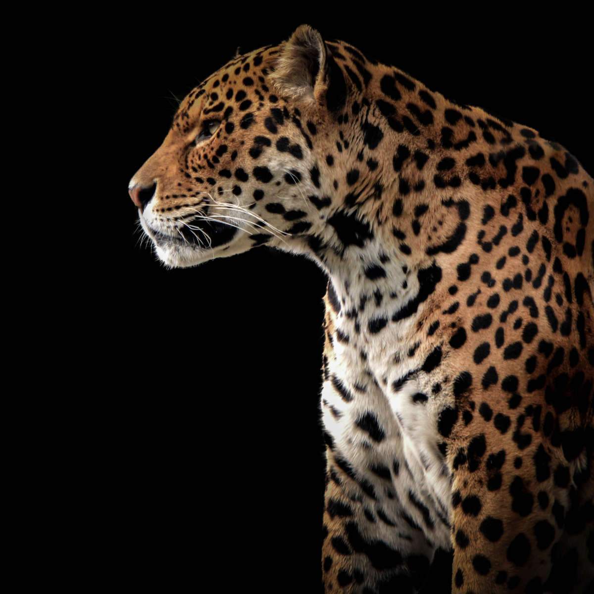 Jaguar Wall Art