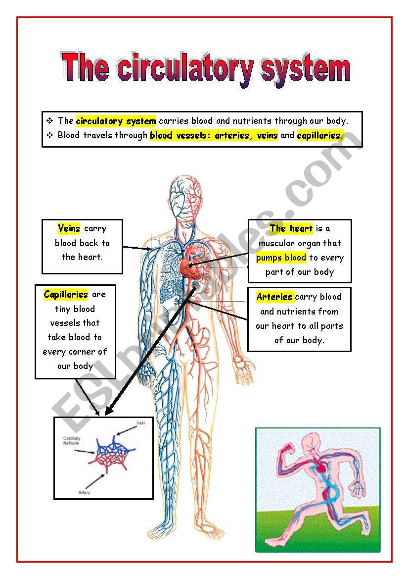 Circulatory System Activity Sheet Grade 6