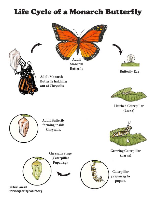 Life Cycle Of A Monarch Butterfly Timeline